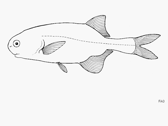 Petrocephalus catostoma