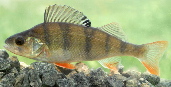 Perca fluviatilis