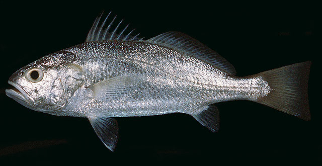 Pennahia macrocephalus