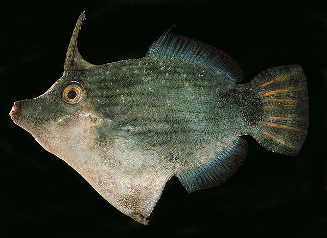 Pervagor nigrolineatus