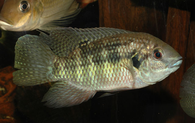 Pelmatochromis nigrofasciatus