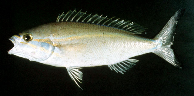 Pentapodus porosus