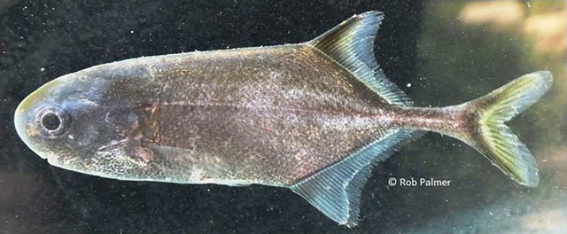 Petrocephalus tenuicauda