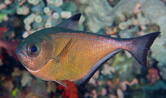 Pempheris vanicolensis