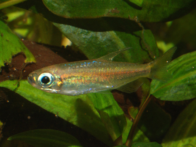 Phenacogrammus aurantiacus