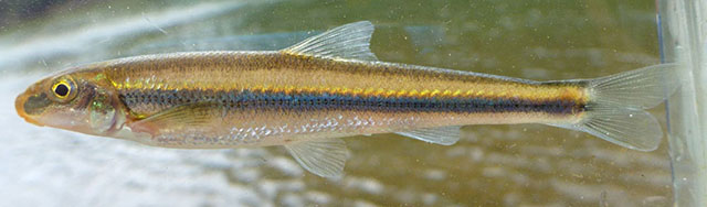 Phenacobius catostomus