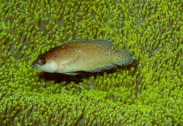 Pholidochromis cerasina