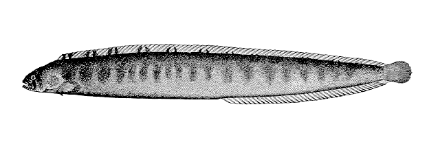 Pholis ornata