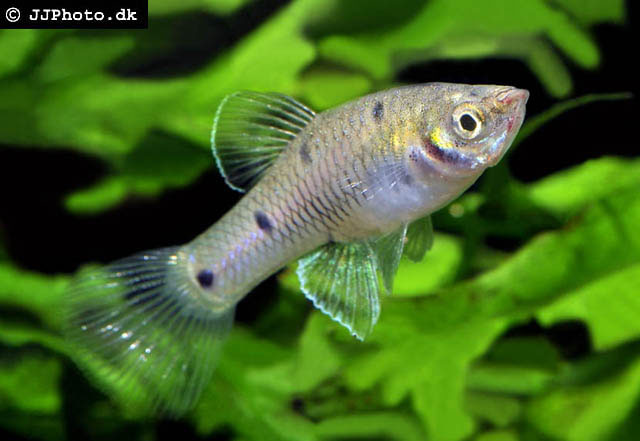 Phallichthys quadripunctatus