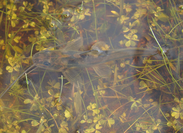 Pimelodella laticeps