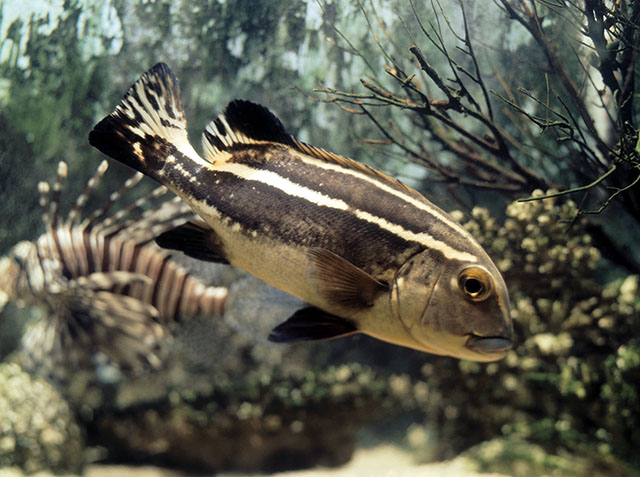 Plectorhinchus albovittatus