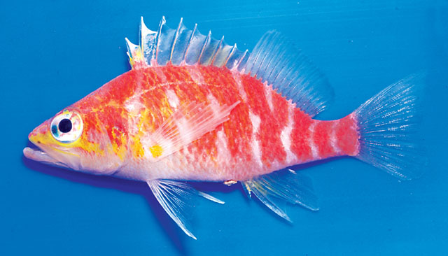 Plectranthias bennetti