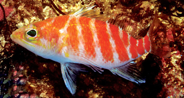 Plectranthias bennetti