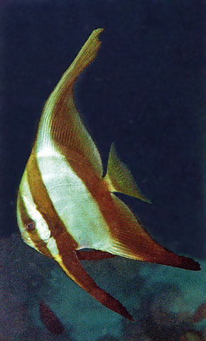 Platax boersii