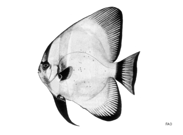 Platax boersii