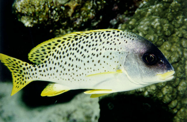 Plectorhinchus gaterinus