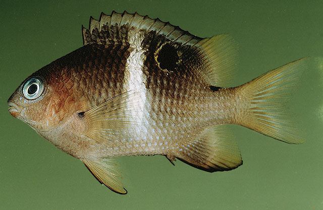 Plectroglyphidodon leucozonus