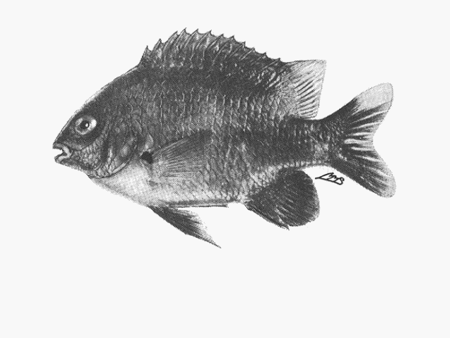 Plectroglyphidodon leucozonus