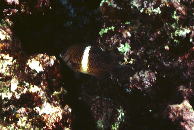 Plectroglyphidodon leucozonus