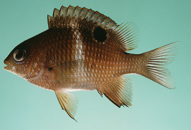 Plectroglyphidodon leucozonus