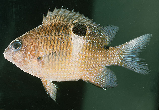 Plectroglyphidodon leucozonus