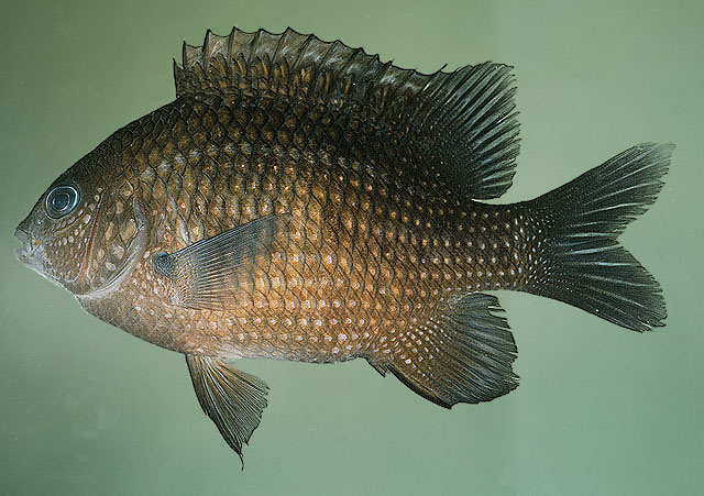 Plectroglyphidodon leucozonus