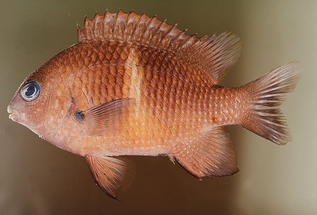 Plectroglyphidodon leucozonus