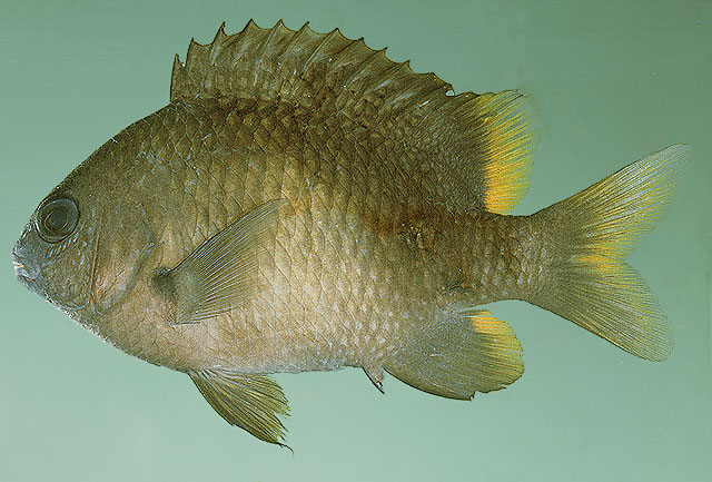 Plectroglyphidodon leucozonus