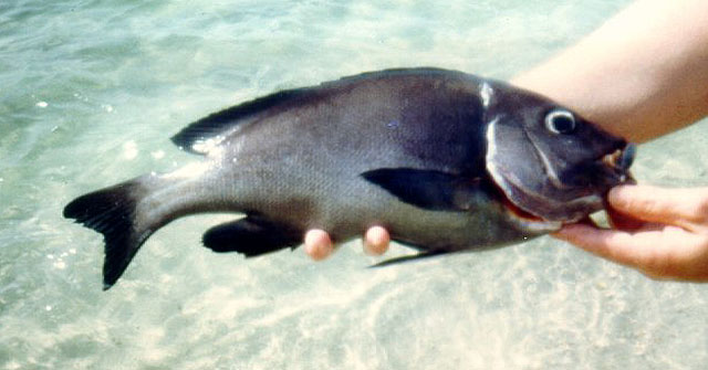 Plectorhinchus mediterraneus