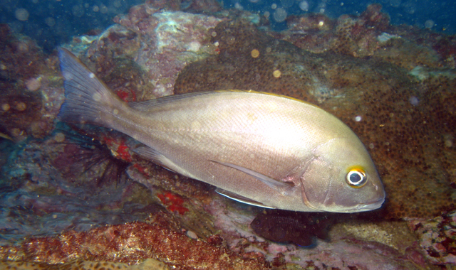 Plectorhinchus mediterraneus