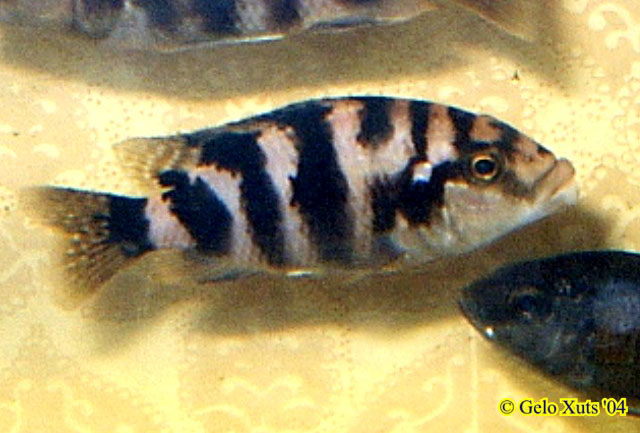 Placidochromis milomo