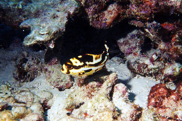 Plectorhinchus vittatus