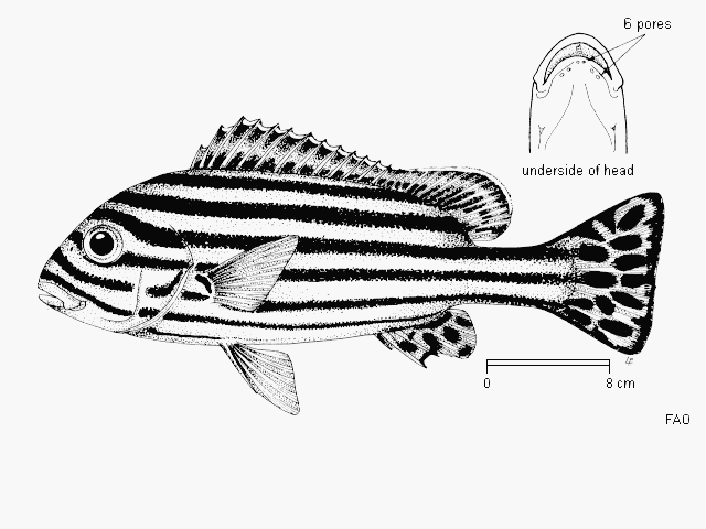 Plectorhinchus vittatus