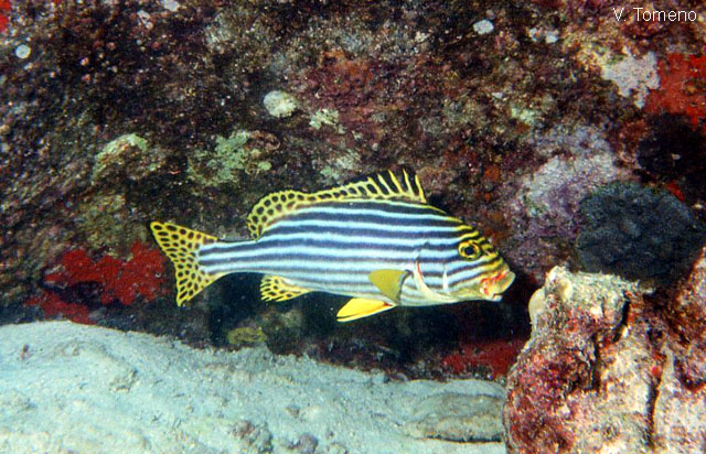 Plectorhinchus vittatus