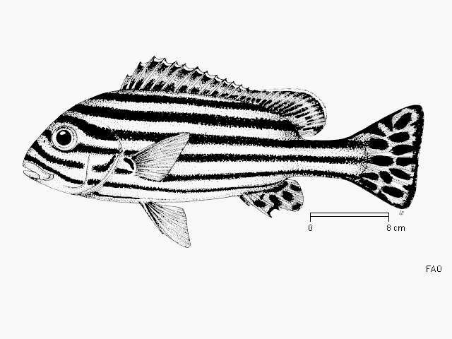 Plectorhinchus vittatus