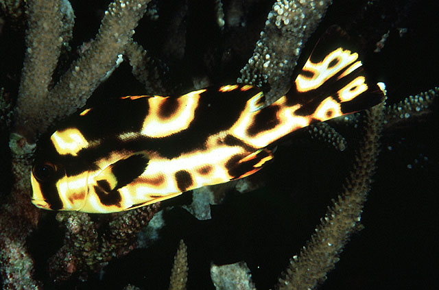 Plectorhinchus vittatus