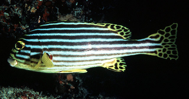 Plectorhinchus vittatus