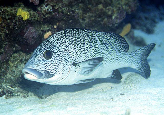 Plectorhinchus picus