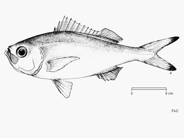 Plagiogeneion rubiginosum