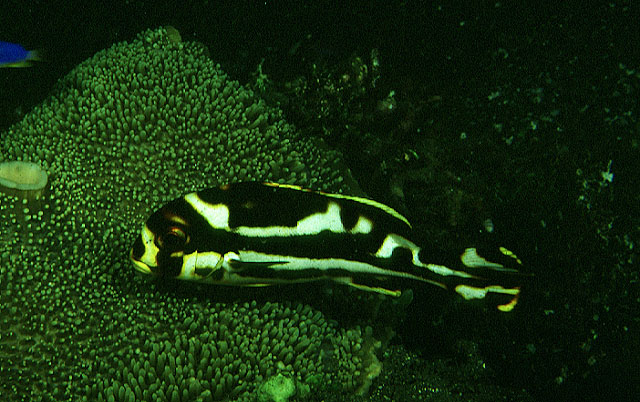 Plectorhinchus vittatus