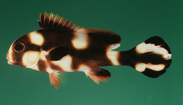 Plectorhinchus vittatus