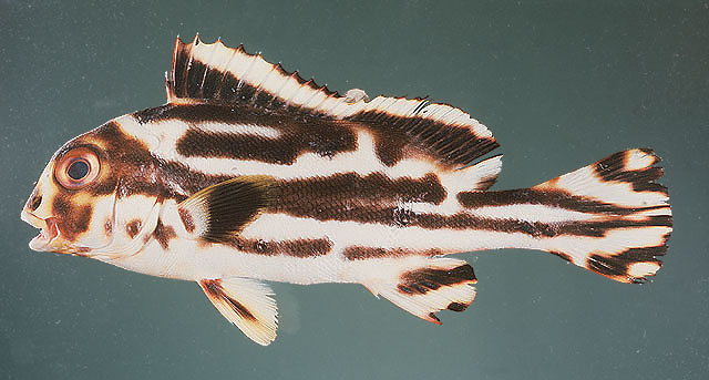 Plectorhinchus vittatus