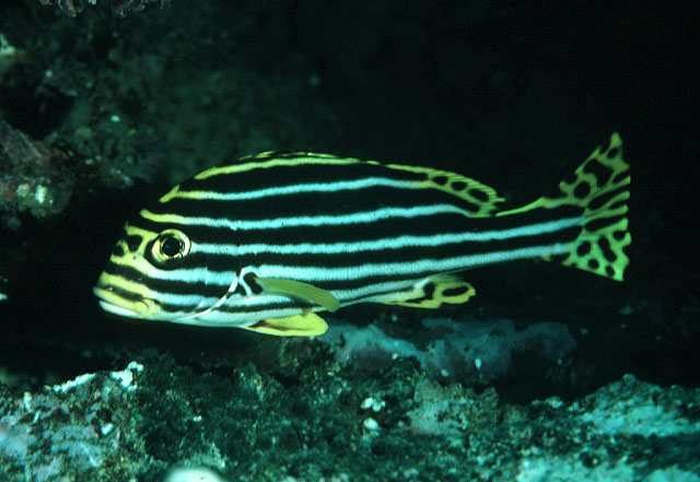 Plectorhinchus vittatus