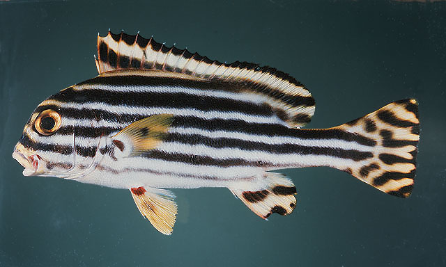 Plectorhinchus vittatus