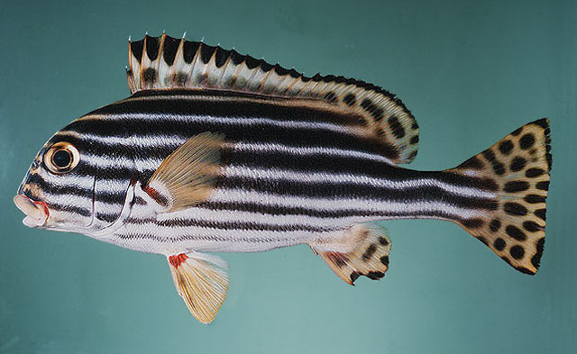 Plectorhinchus vittatus