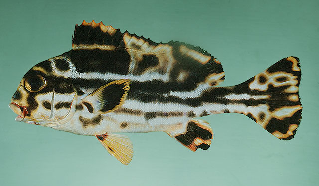 Plectorhinchus vittatus