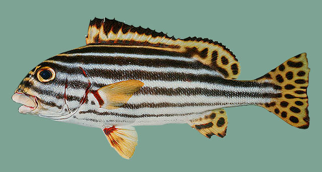 Plectorhinchus vittatus