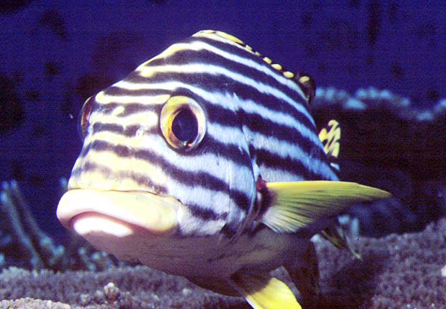 Plectorhinchus vittatus