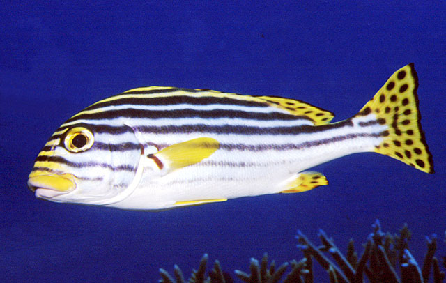 Plectorhinchus vittatus