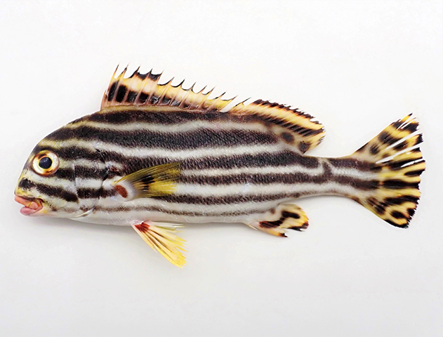 Plectorhinchus vittatus